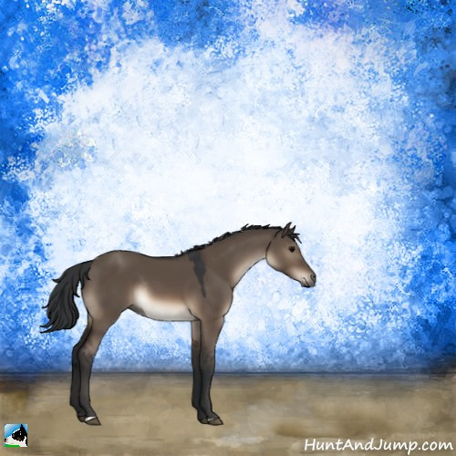 Horse Color:Brown Dun Rabicano 