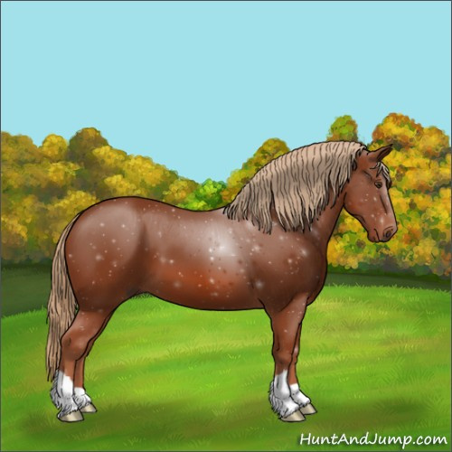 Horse Color:Chestnut 