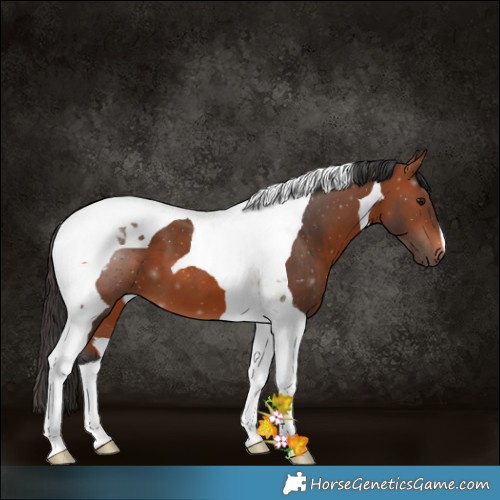 Horse Color:Bay Tobiano