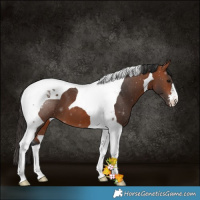 Horse Color:Bay Tobiano 
