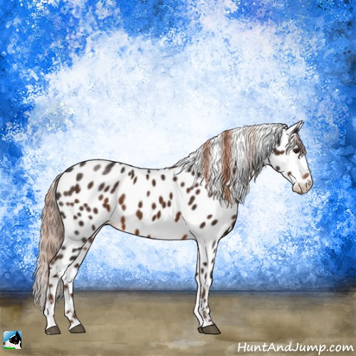 Horse Color:Liver Chestnut Sabino Appaloosa 