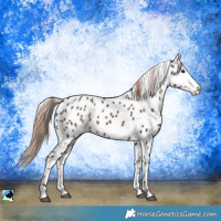 Horse Color:Liver Chestnut Sabino Appaloosa 
