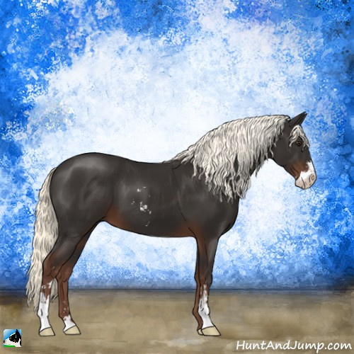 Horse Color:Liver Chestnut Mushroom Sabino 