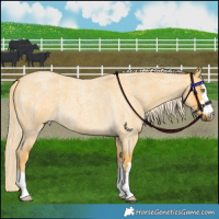Horse Color:Palomino Roan Dun