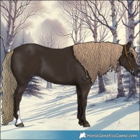 Horse Color:Liver Chestnut 