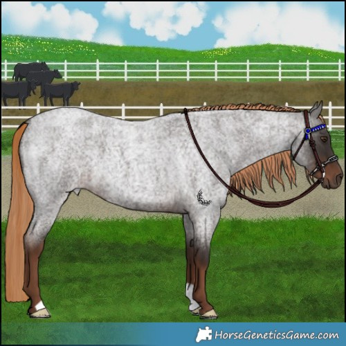 Horse Color:Liver Red Roan 