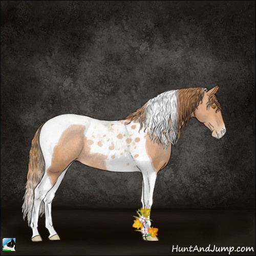 Horse Color:Bay Pearl Tobiano Rabicano 