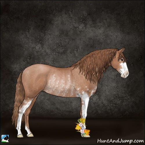 Horse Color:Black Pearl Sabino Rabicano 