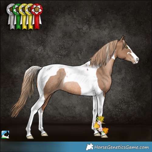 Horse Color:Liver Chestnut Pearl Tobiano Rabicano 