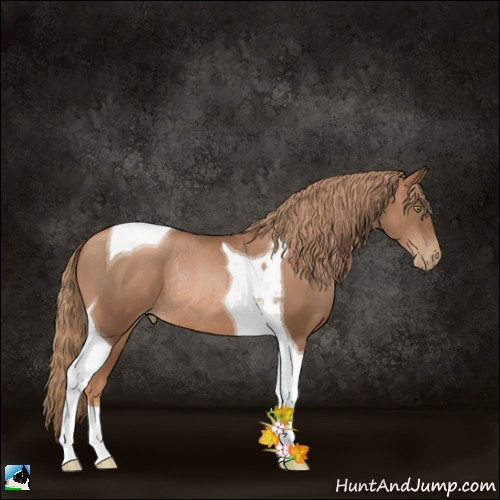 Horse Color:Liver Chestnut Pearl Tobiano Rabicano 