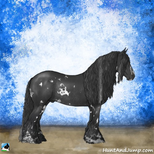Horse Color:White Spotted Black Sabino Rabicano 