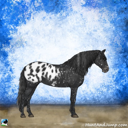 Horse Color:Black Appaloosa Rabicano 
