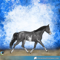 Horse Color:Black Sabino Rabicano 