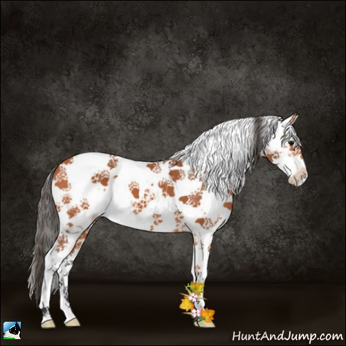 Horse Color:Bay Sabino 
