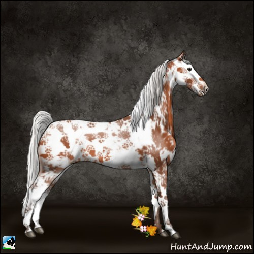 Horse Color:Silver Bay Sabino 
