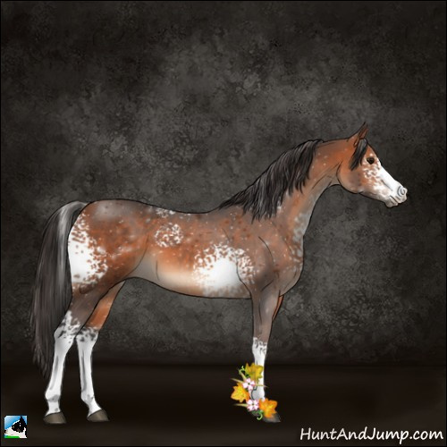 Horse Color:White Spotted Bay 
