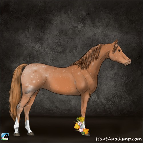 Horse Color:Chestnut Tobiano 