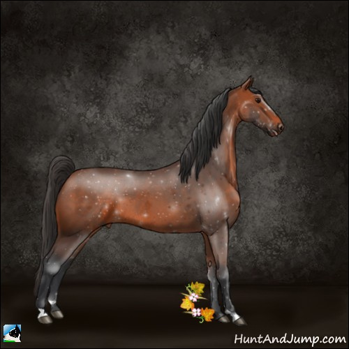 Horse Color:Bay Sabino 