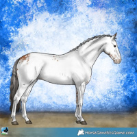 Horse Color:White Spotted Bay Appaloosa 