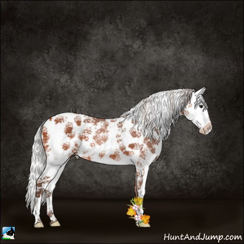 Horse Color:Silver Bay Sabino 