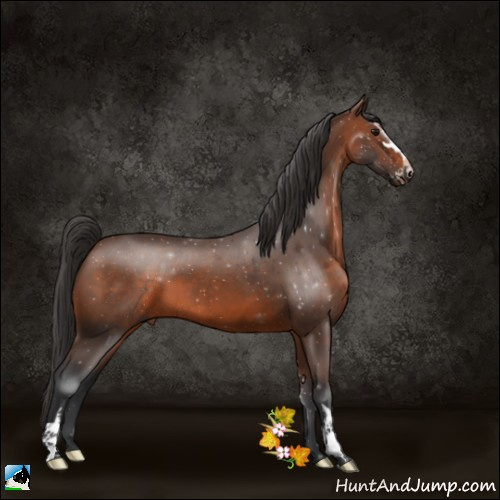 Horse Color:Brown Sabino 