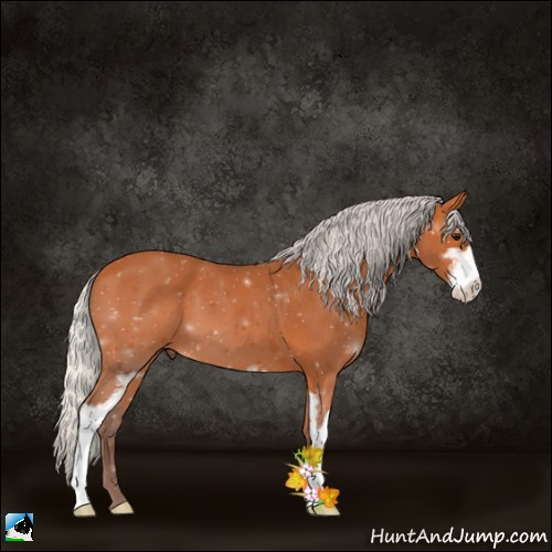 Horse Color:Silver Bay Sabino 