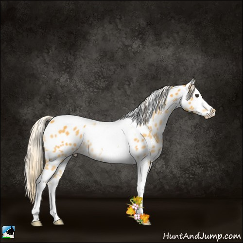 Horse Color:Palomino Tobiano Appaloosa 