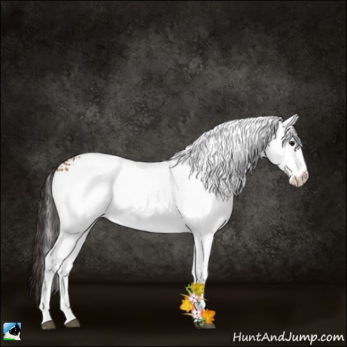 Horse Color:White Spotted Bay 