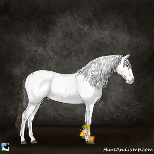 Horse Color:White Spotted Bay 