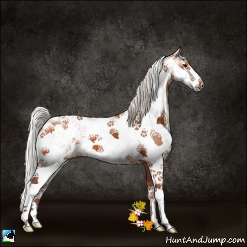 Horse Color:Silver Bay Sabino 