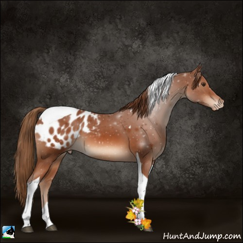 Horse Color:Chestnut Tobiano Appaloosa 