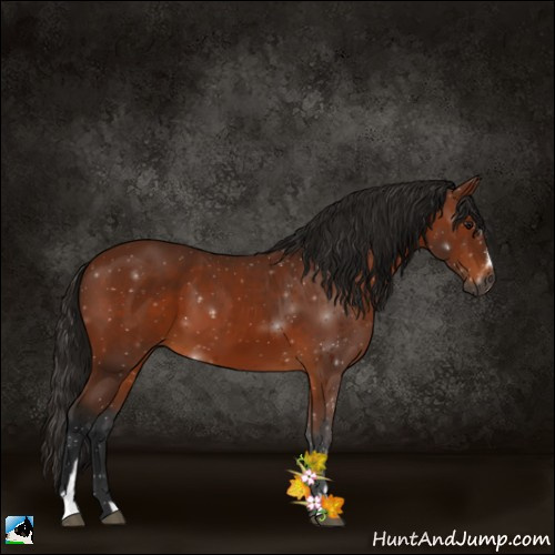 Horse Color:Gray Bay Sabino 