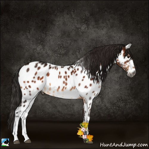 Horse Color:Gray White Spotted Bay Appaloosa 