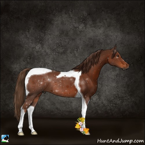 Horse Color:Gray Chestnut Tobiano 