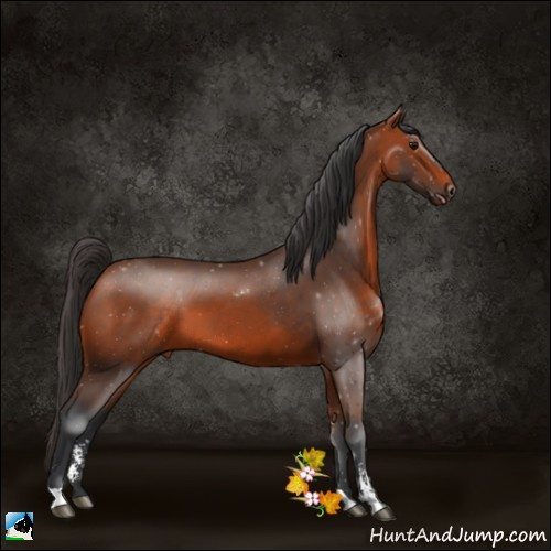 Horse Color:Bay Sabino 