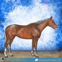 Horse Color:Silver Bay Sabino