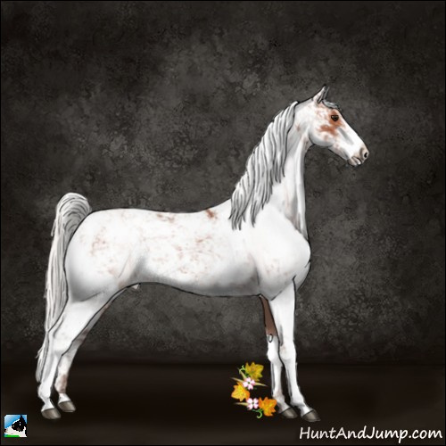 Horse Color:Silver Bay Sabino 