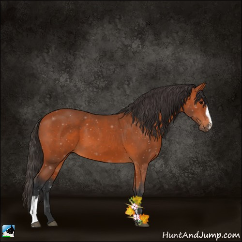 Horse Color:Bay Sabino 