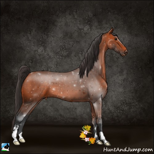 Horse Color:Bay Sabino 