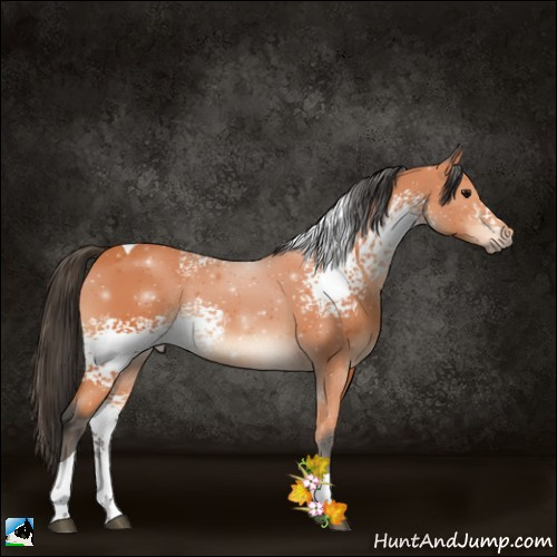 Horse Color:White Spotted Bay Tobiano Rabicano 