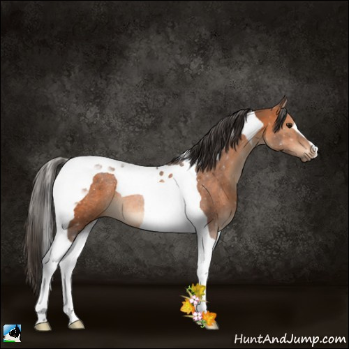 Horse Color:Bay Tobiano Rabicano 