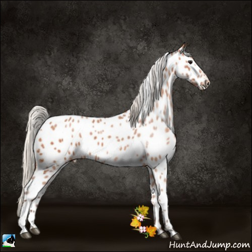 Horse Color:Silver Bay Sabino Appaloosa 