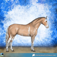 Horse Color:Silver Bay Dun Sabino 