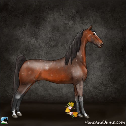 Horse Color:Bay Sabino 