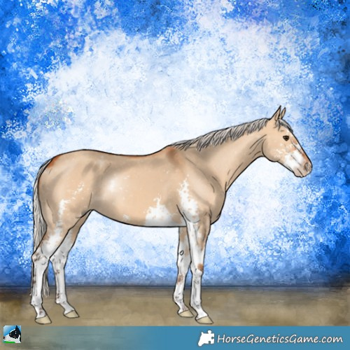 Horse Color:Silver Bay Dun Sabino 