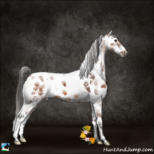 Horse Color:Bay Sabino 