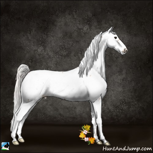 Horse Color:Silver Bay Sabino Appaloosa 