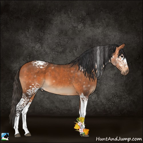 Horse Color:White Spotted Bay 