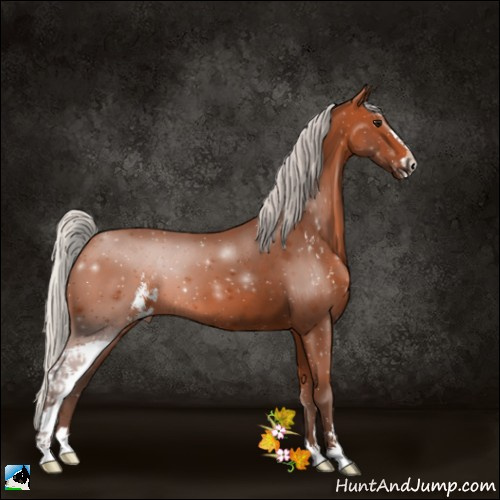 Horse Color:Silver Bay Sabino 