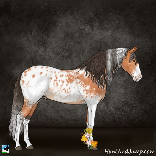 Horse Color:White Spotted Bay Splash Appaloosa 
